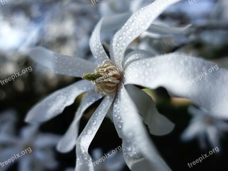 Magnolia Frühlingsblüher Spring Dewdrop Garden