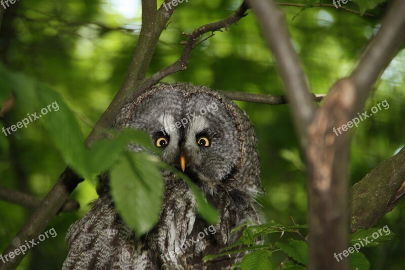 Owl Eagle Owl Bird Nature Forest