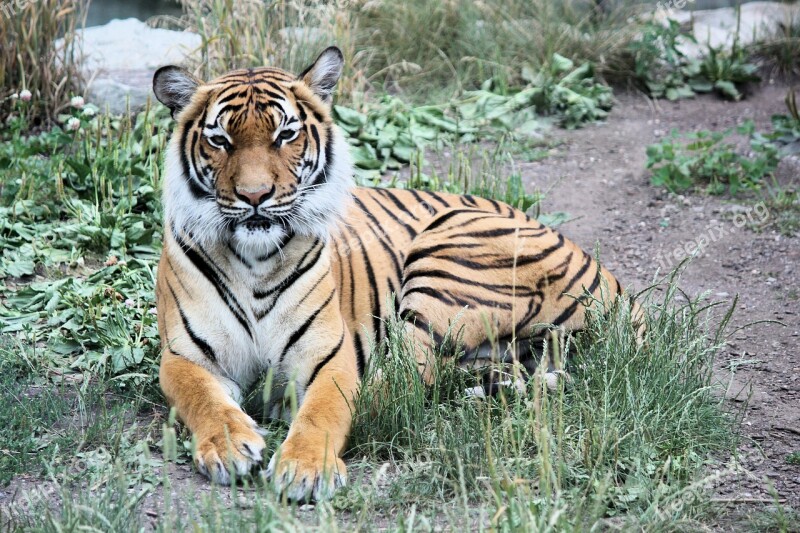 Tiger Siberian Beast Cat Carnivore