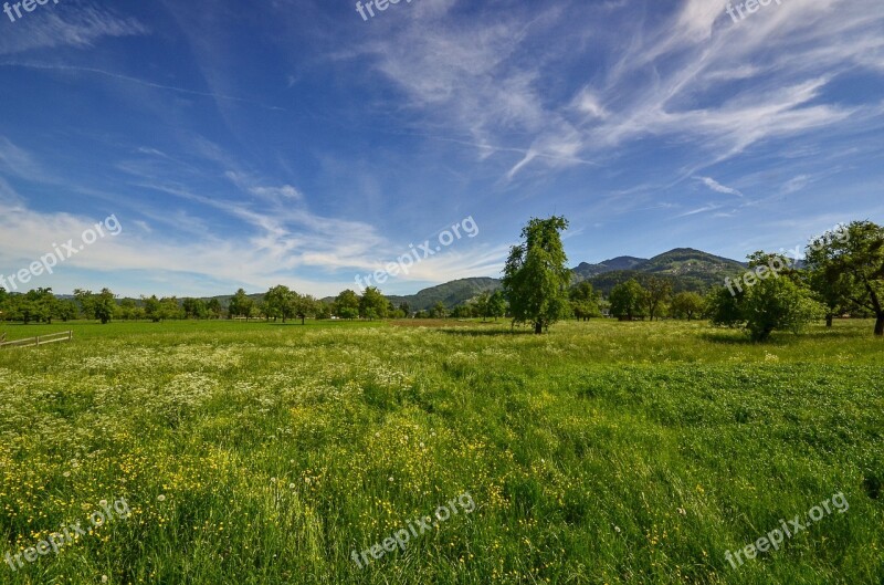 Meadow Nature Landscape Grass Green