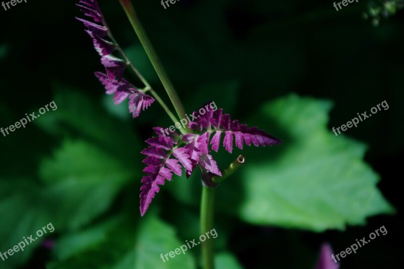 Leaves Nature Flower Green Tree