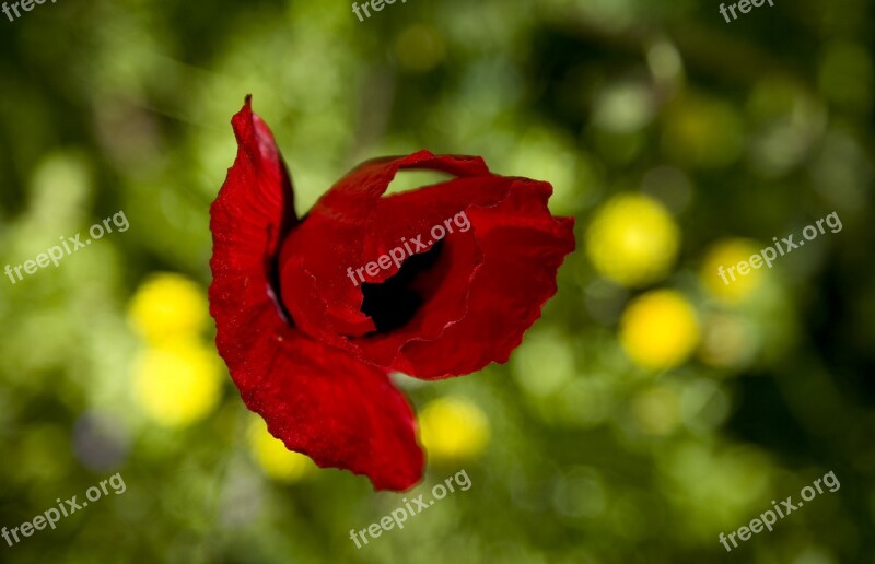 Papaver Rhoeas Flower Nature Plant Spring