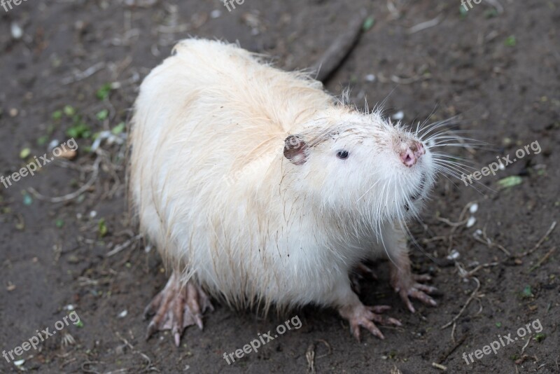 Beaver Animal Zoo Rodent Water