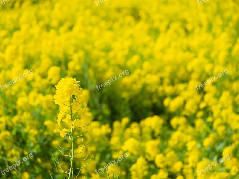 Spring Rape Blossoms Flowers Yellow Natural