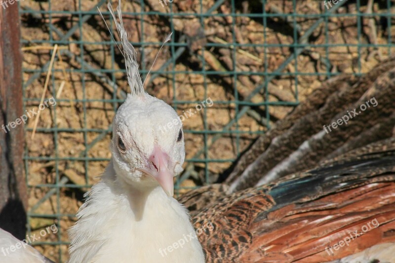 Peacock Pavo Cristatus Young Young Animal Head