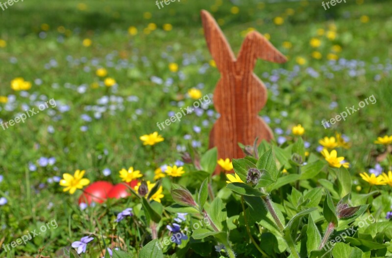 Easter Hare Easter Bunny Spring Grass