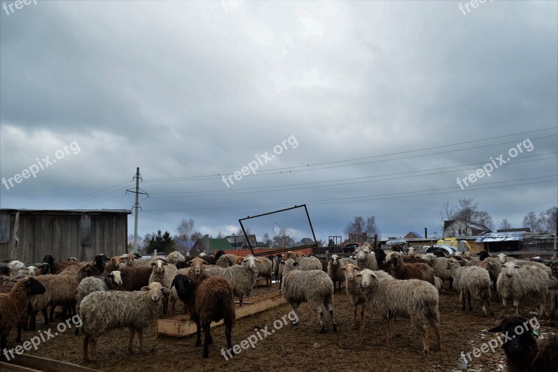 Sheep Animals Farm Nature Grass