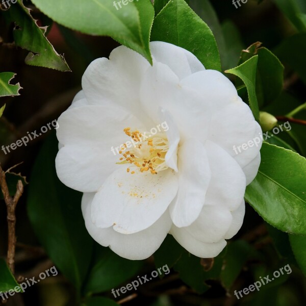 Flower White Camellia Spring Pure