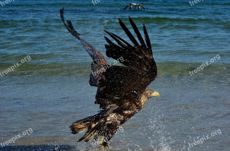 White Tailed Eagle Baltic Sea Bird Of Prey Nature Free Photos