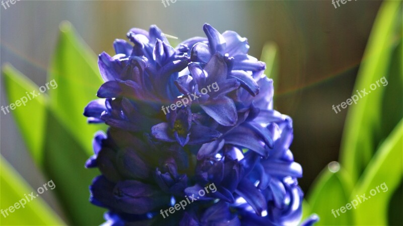 Hyacinth Bloom Grow Vegetable Sun