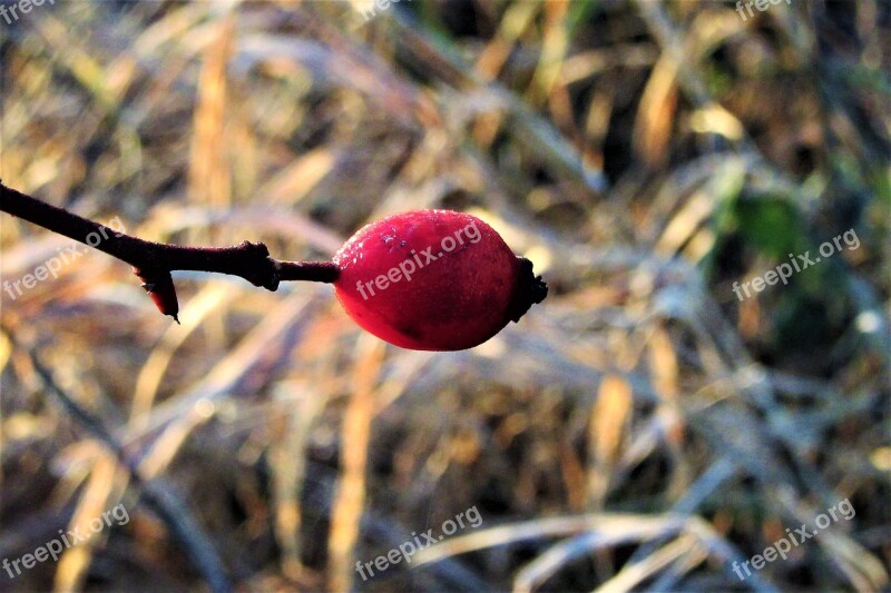 Berry Red Sprig Red Berry Bush