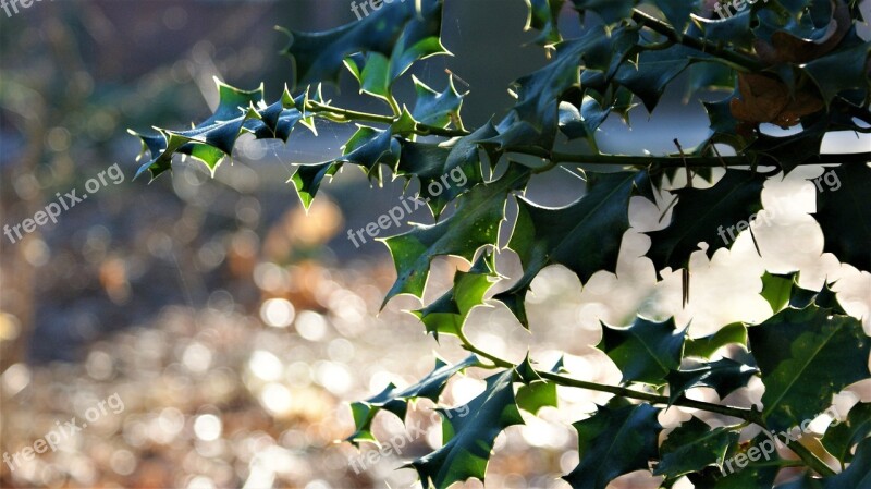 Hulst Prickly Leaves Green Sunlight