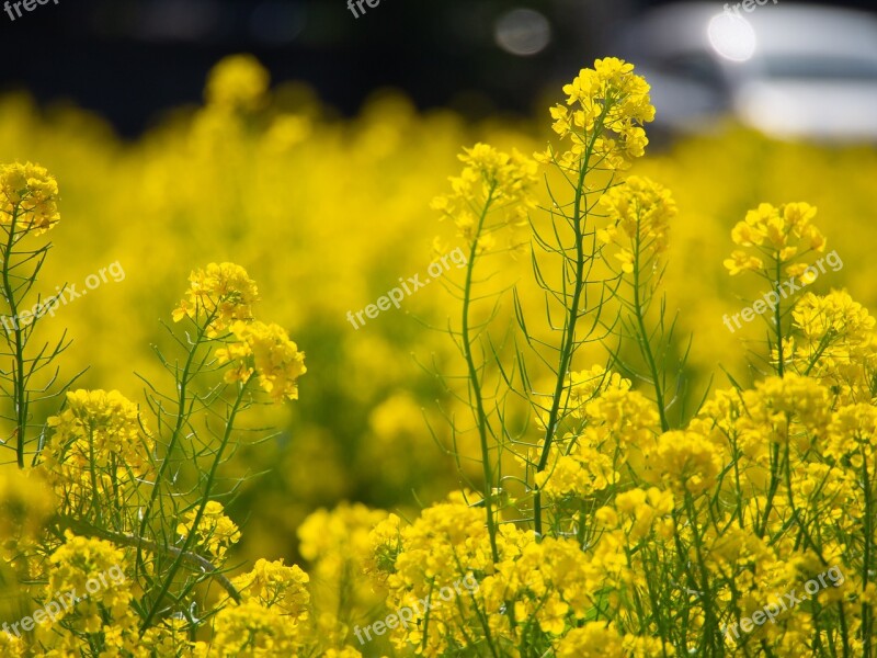 Spring Rape Blossoms Flowers Yellow Natural