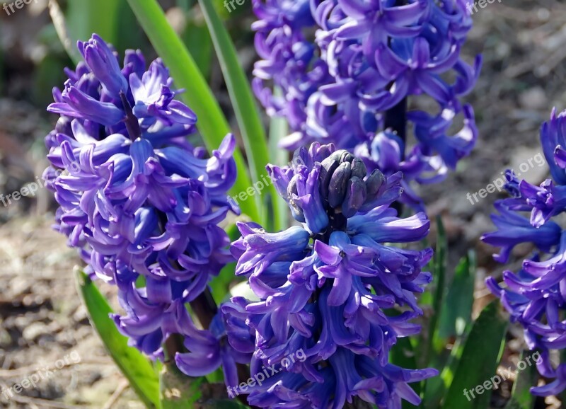 Hyacinths Jacinthus Lily Flower Violet