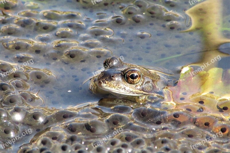 Frog Spawn Poelkikker Amphibian Nature