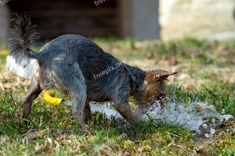 Dog Water Wet Water Hose Play