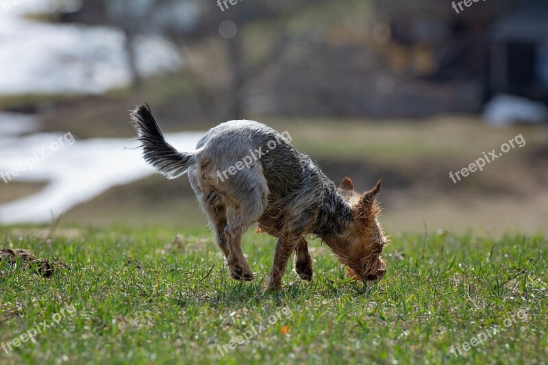 Dog Out In Motion Meadow Grass