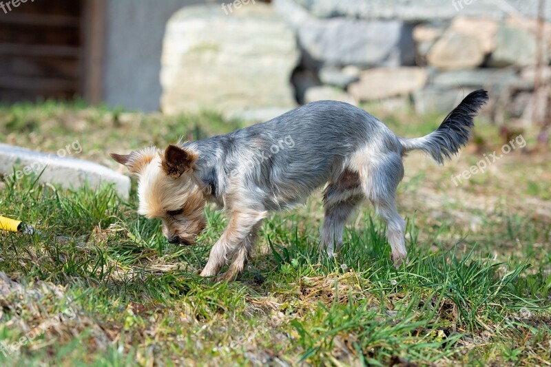 Dog Water Play Out Water Hose