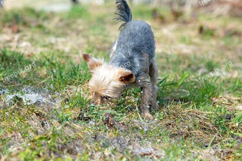 Dog Water Play Out Small Dog