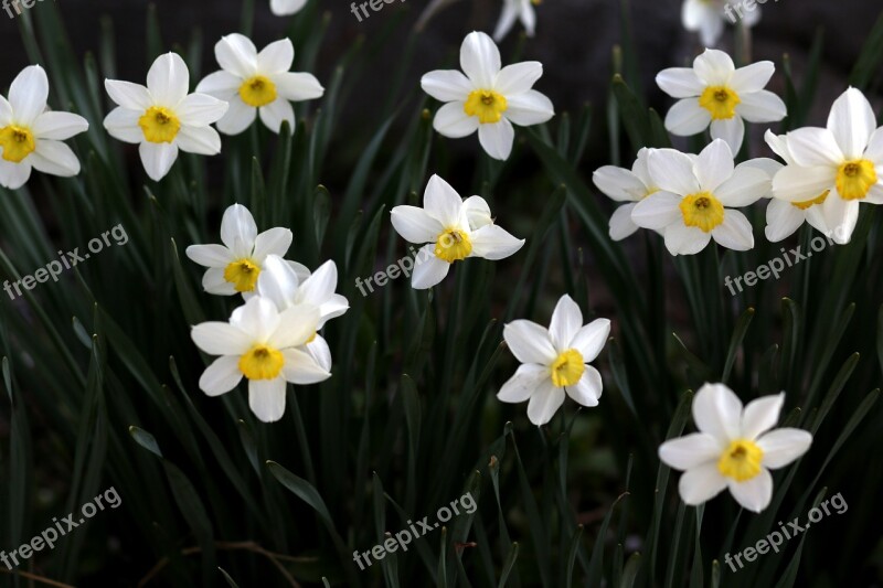 Daffodil White Flower Spring Supplies