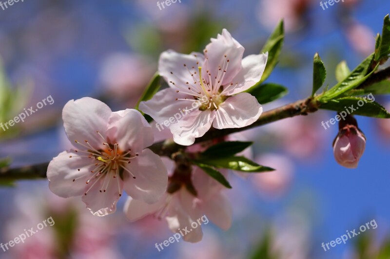 Flowers Pink Casey Tree Spring