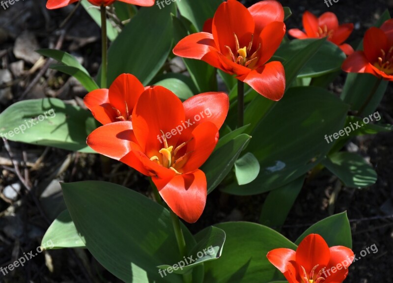 Tulips Bloom Nature Garden Spring