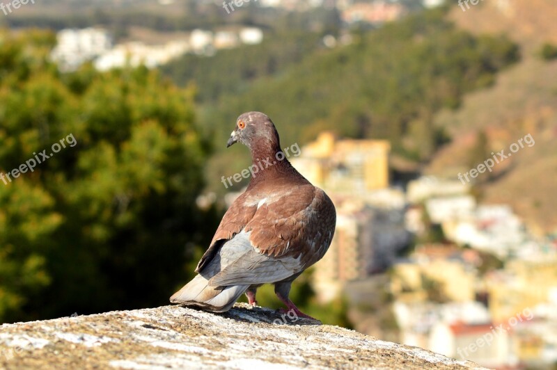 Bird Pigeon Nature Freedom Animal