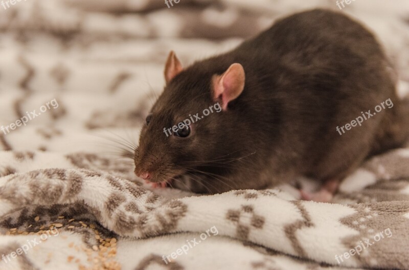 Rat Sweet Fur Small Pet