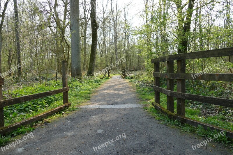 Path Forest Trees Nature Landscape