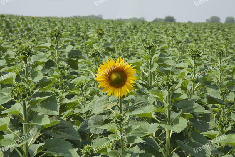 Sunflower Field Summer Agriculture Greens