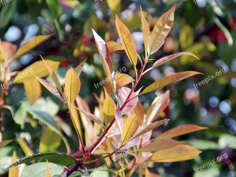 Photinia Rosacea Pink Rameau Spring