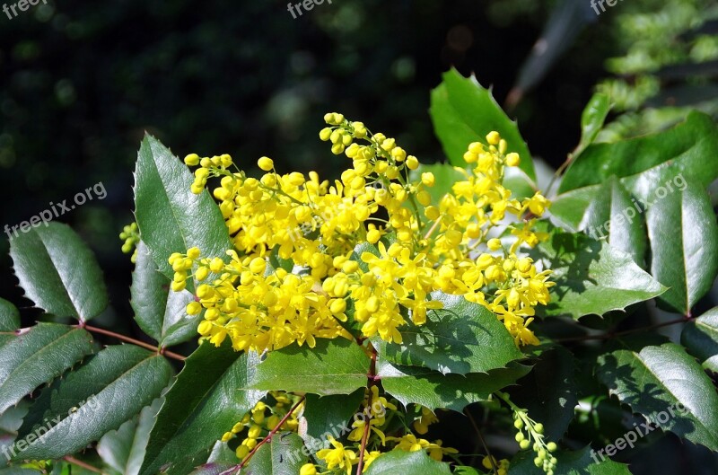 Mahonia Aquifolium Berberidacée Flower Inflorescence