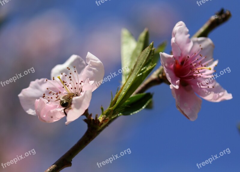 Flowers Pink Casey Tree Spring