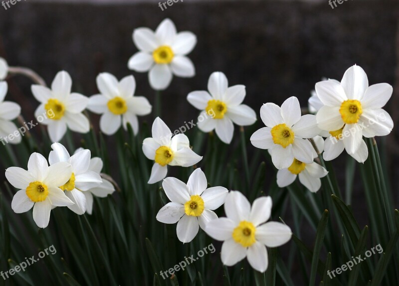 Daffodil White Flower Spring Supplies