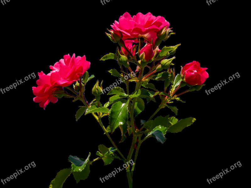 Nature Flora Flower Rose Isolated