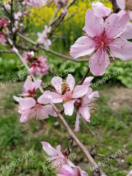 Spring Spring Equinox Peach Blossom Bee Free Photos