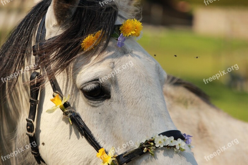 Horse Horses Arabian Horse Nature Flower