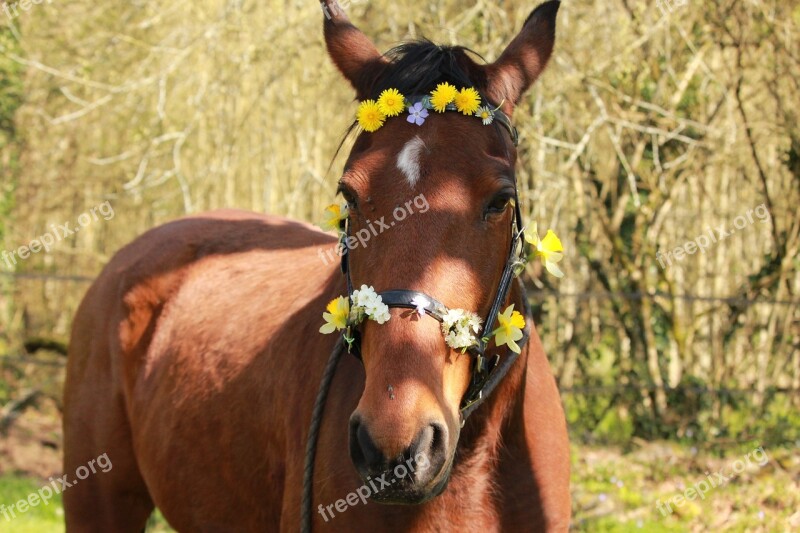 Horse Horses Horse Walker Nature Flower