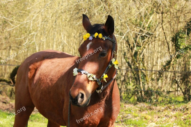 Horse Horses Horse Walker Nature Flower