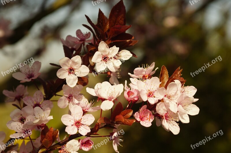 Flowers Pesco Spring Garden Fishing