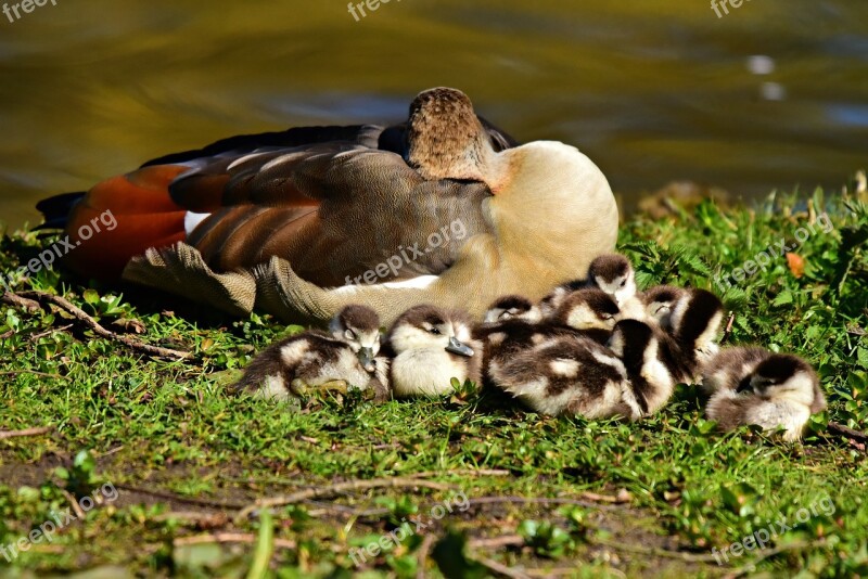 Nile Goose Water Bird Animal Chicks Young