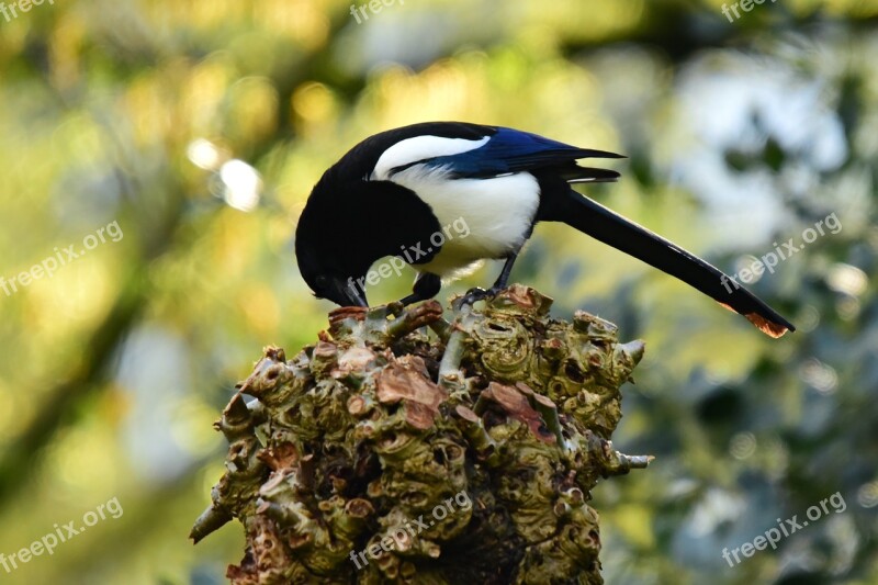 Magpie Bird Animal Plumage Feather