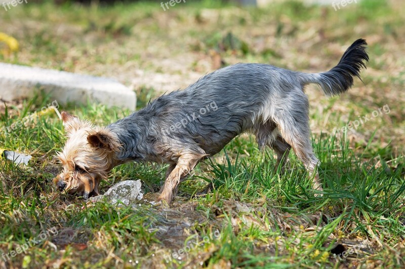 Dog Water Play Playful Yorki