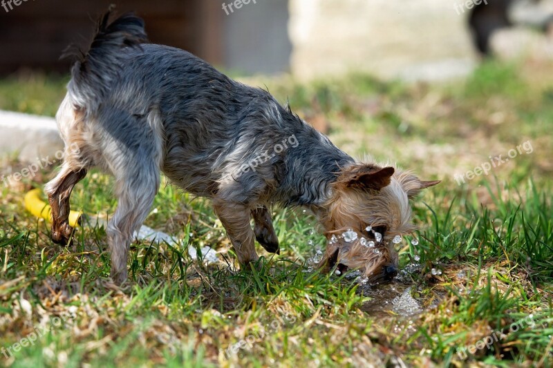 Dog Water Out Small Dog Garden