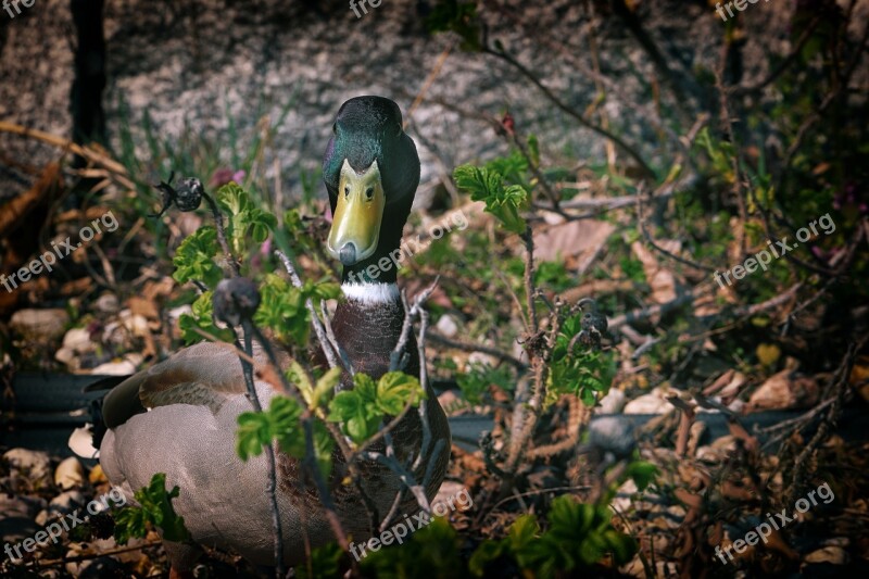 Duck Mallard Water Bird Plumage Drake