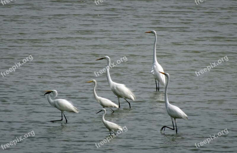 Egret Bird Flock Great Egret Little