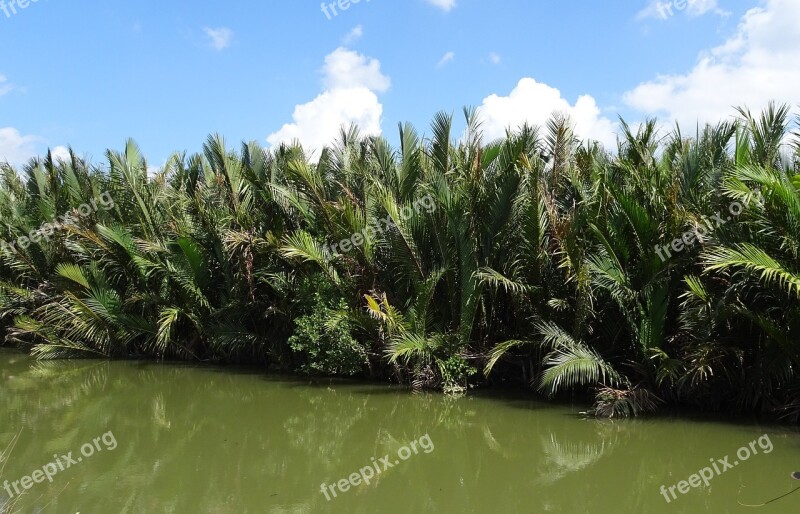 Golpatta Nipa Fruticans Palm Swamp Mangroves