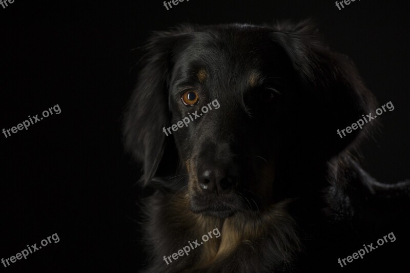 Hovawart Dog Black Animal Free Photos