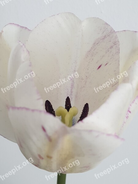 Tulip Flower White Nature Tulips