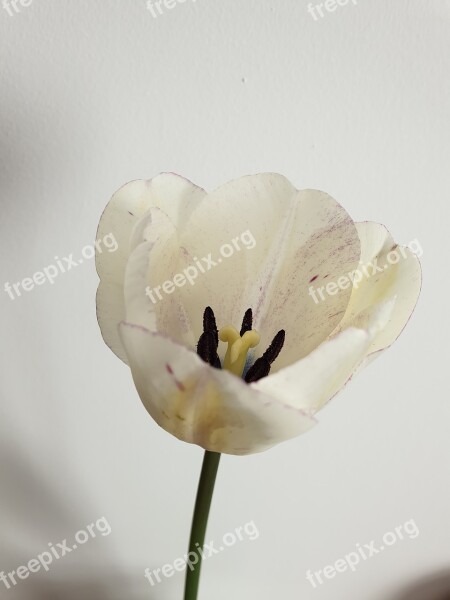 Tulip Flower White Nature Tulips